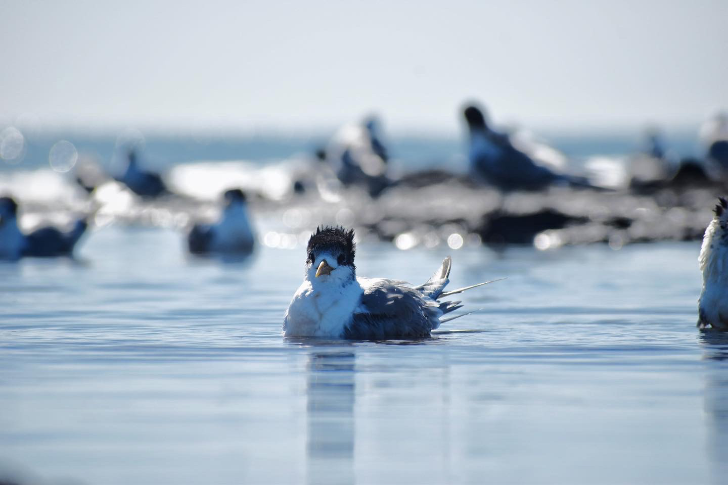 Infant seagull sits in shallow rock-pool